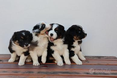 Cuccioli di pastore australiano