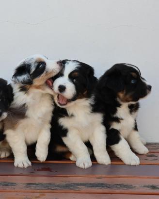 Cuccioli di pastore australiano