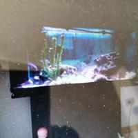 Acquario 160 l con allestimento x ciclidi e mobile