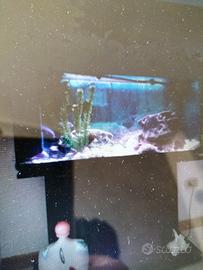 Acquario 160 l con allestimento x ciclidi e mobile