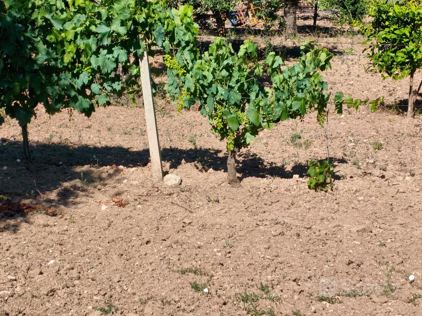 Terreno agricolo - Vista 4