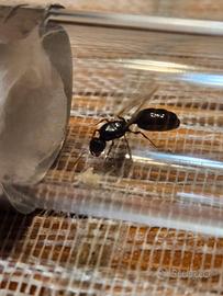 Regina formica
