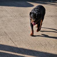 Rottweiler per monta