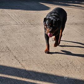 Rottweiler per monta