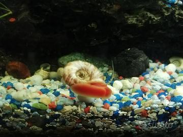 Lumache d'acquario planorbarius corneus