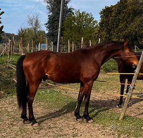 Cavallo maremmano