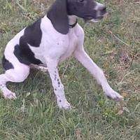 Bracco pointer