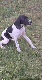 Bracco pointer