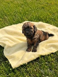 Barboncino toy maschietto colore brindle (marrone)