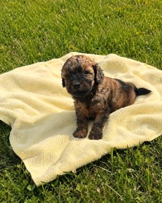 Barboncino toy maschietto colore brindle (marrone)