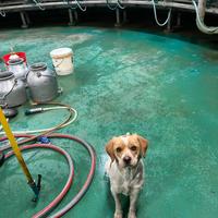Cagnolina di un anno