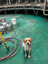 Cagnolina di un anno