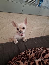 Chihuahua femmina 6 mesi e mezzo
