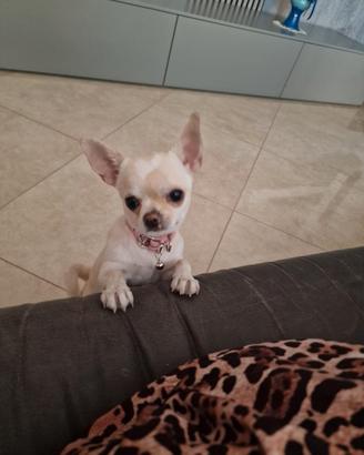 Chihuahua femmina 6 mesi e mezzo