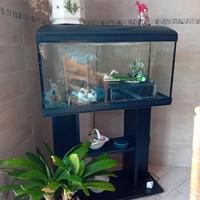 Acquario 