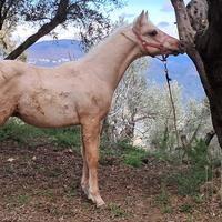 Quarter horse