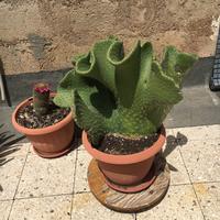 Opuntia ficus indica chrestata