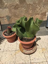 Opuntia ficus indica chrestata