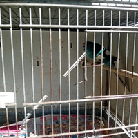 Kakakiri,parrocchetti dal collare