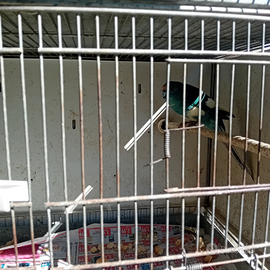 Kakakiri,parrocchetti dal collare