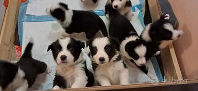 Border Collie