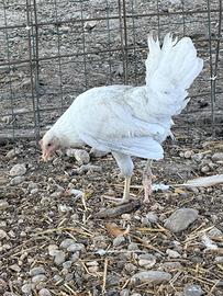 Galline