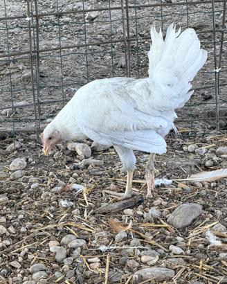 Galline