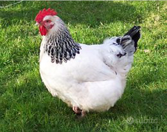 Sussex gallina ovaiola