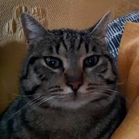 Magnifico gattino castrato Lancillotto
