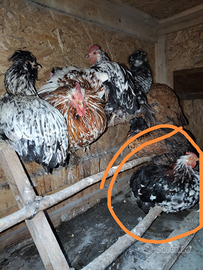 Gallo cocincina nana