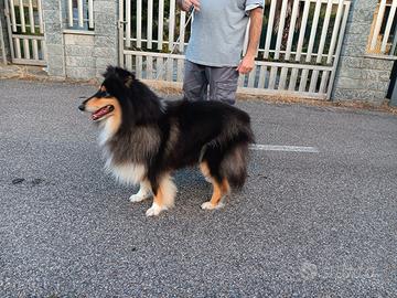 Disponibile pastore scozzese