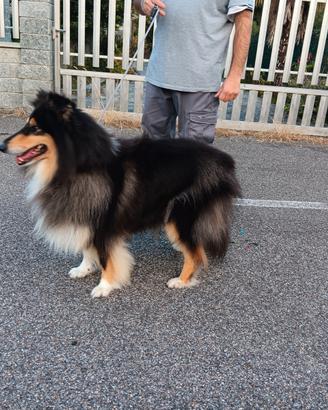 Disponibile pastore scozzese