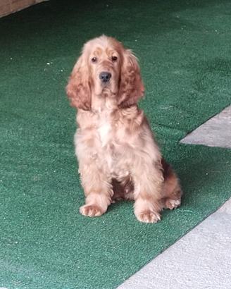 Cocker