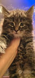 Gatti norvegesi foreste