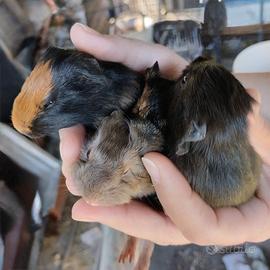 Cavie porcellini d india