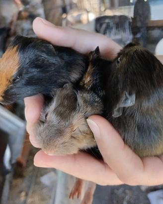 Cavie porcellini d india