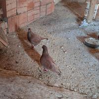 Colombi California doppiopetto