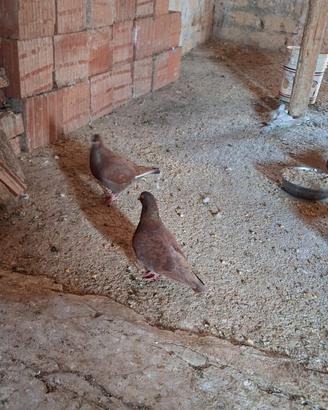 Colombi California doppiopetto