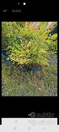 piante nandina 
