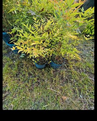 piante nandina 