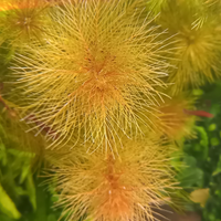 Myriophyllum tuberculatum sp. RORAIMA pianta