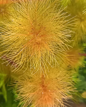Myriophyllum tuberculatum sp. RORAIMA pianta