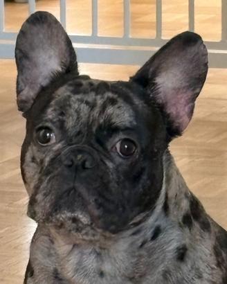 French bulldog-bulldog francese