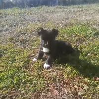 Cucciolo staffy/ bulldog francese