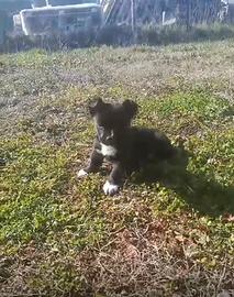 Cucciolo staffy/ bulldog francese