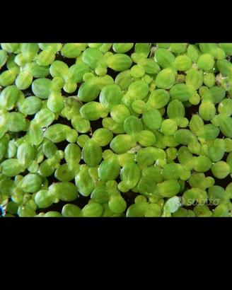 Lemna Minor galleggiante
