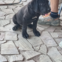 Cucciolo di cane corso