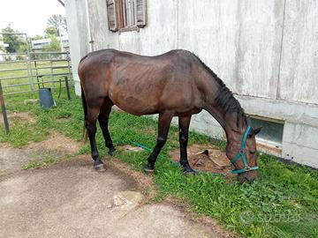 Cavallo castrone maremmano