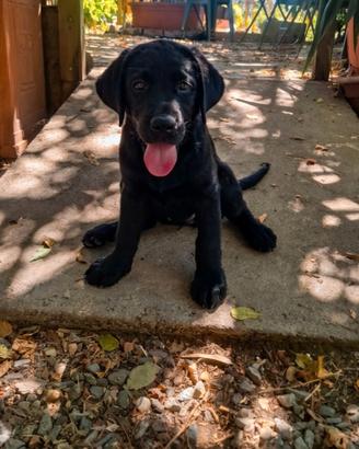 Disponibili cuccioli di labrador alta genealogia