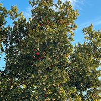 Albero di corbezzolo
